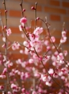 ���̒���