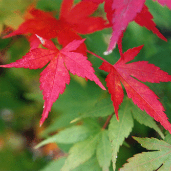 �Ԏ����̏H