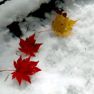 �Ԏ����̓~