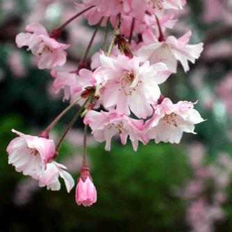 �Ԏ����̏t