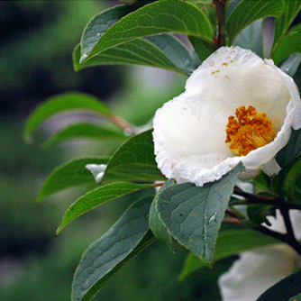 �Ԏ����̉�