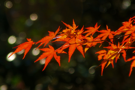 �t�H�g�M�������[�C���[�W